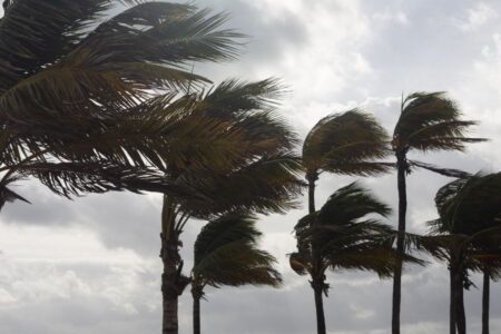 Palm trees bend in strong wind under a cloudy sky, with fronds blowing sideways, indicating stormy or windy weather conditions.